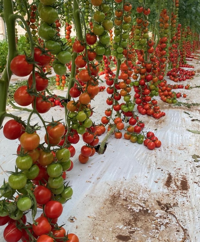 pomodoro-pomodori-serra-settembre-2024-fonte-aifar-660x800.jpg